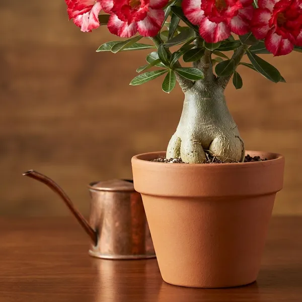 Organic_Combo_4_Pack_Desert_Rose_Adenium_Obesum_Seeds_Mixed_Colours_-_Purple_Pink_Red_And_Blue_Flowering_Plant