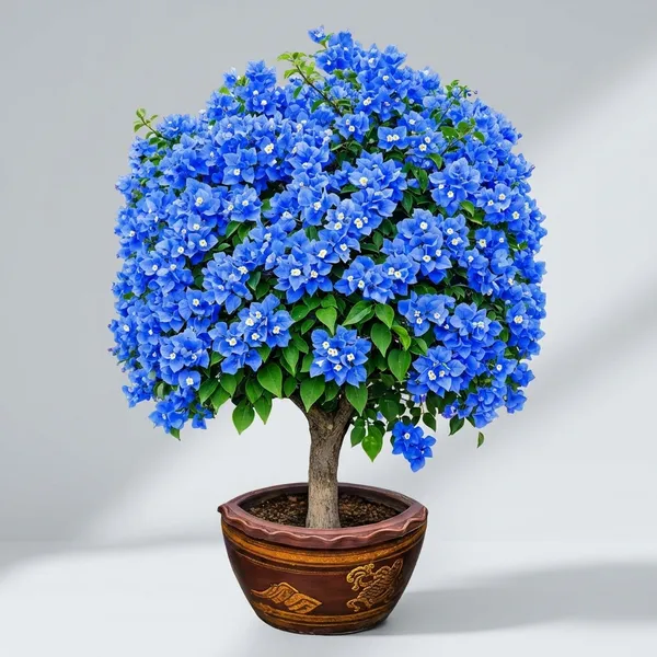Organic_Healthy_Vibe_Blue_Bougainvillea_Flower_Plant_For_Home_&_Garden_Beautiful_Climbing_Outdoor_Plant_With_Vibrant_Blue_Blooms_Easy_To_Grow_Low_Maintenance_&_Drought_Tolerant_Pack_Of_1_Hight_1_5_3_Feet