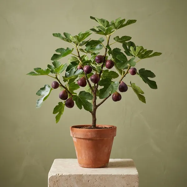 Organic_Grafted_Fig_Plant_All_Seasons_Anjeer_Anjir_Fruit_Plant_High_Yield_Easy_Grow_Home_Garden_Outdoor_Indoor_Fresh_Healthy_Sapling