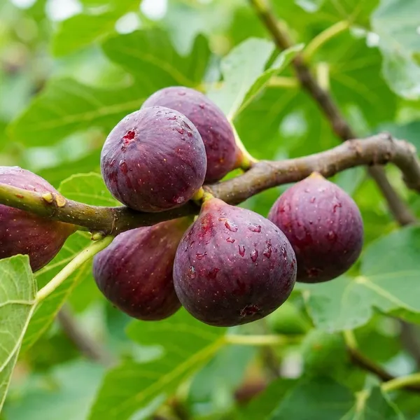 Organic_Grafted_Fig_Plant_All_Seasons_Anjeer_Anjir_Fruit_Plant_High_Yield_Easy_Grow_Home_Garden_Outdoor_Indoor_Fresh_Healthy_Sapling