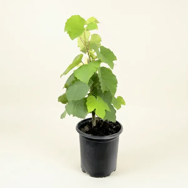Organic_Seedless_Sweet_Green_Grapes_Cabernet_Sauvignon_Fruit_Air_Layered_Plant_Angoor_Plant_Special_Long_Variety_Produce_Fruit_In_1_Year