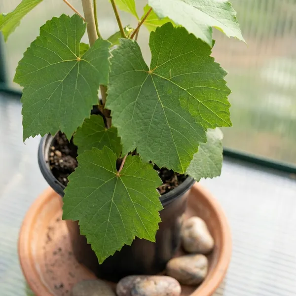 Organic_Seedless_Sweet_Green_Grapes_Cabernet_Sauvignon_Fruit_Air_Layered_Plant_Angoor_Plant_Special_Long_Variety_Produce_Fruit_In_1_Year