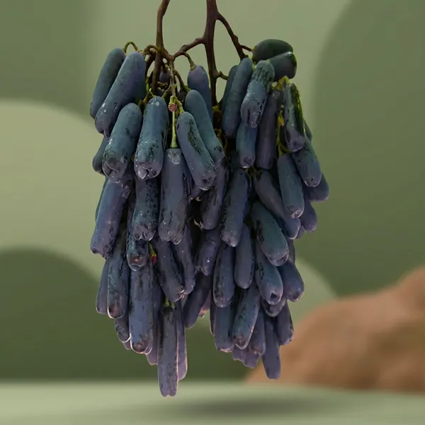 Organic_Moon_Drop_Black_Grapes_Plant_Seedless_Hybrid_All_Season_Super_Yielding_Variety_For_Home_Garden_Pack_Of_1_Plant