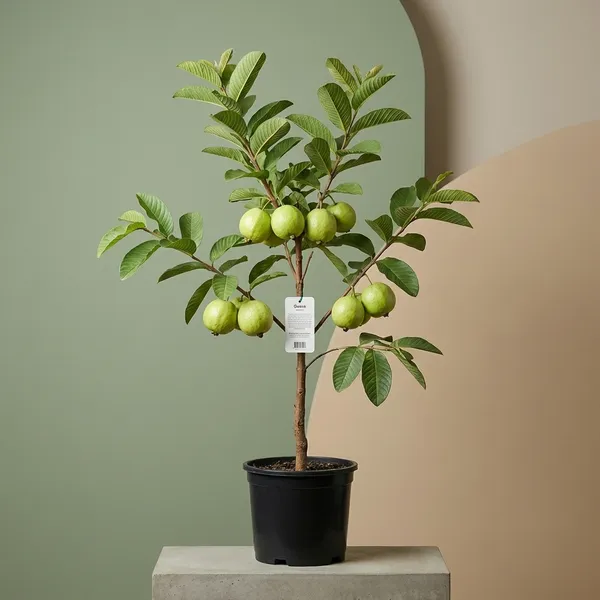 Organic_All_Time_Sweet_Guava_Fruit_Thai_7_Amrood_Peyara_Fruit_Tree_Plant_Hybrid_Thailand_Verity_Guava_Amrod_Plant_Fruit_Start_6-8_Month_1_5-2_Ft_Height