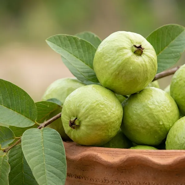 Organic_All_Time_Sweet_Guava_Fruit_Thai_7_Amrood_Peyara_Fruit_Tree_Plant_Hybrid_Thailand_Verity_Guava_Amrod_Plant_Fruit_Start_6-8_Month_1_5-2_Ft_Height