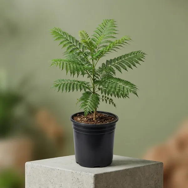 Organic_Jacaranda_Mimosifolia_Neel_Mohar_Healthy_Beautiful_Flower_Plant_For_Home_Garden_Tree_Pack_Of_1