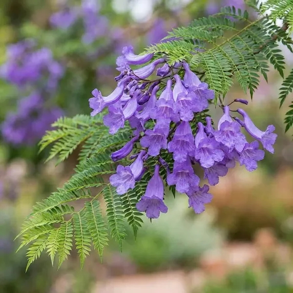 Organic_Jacaranda_Mimosifolia_Neel_Mohar_Healthy_Beautiful_Flower_Plant_For_Home_Garden_Tree_Pack_Of_1
