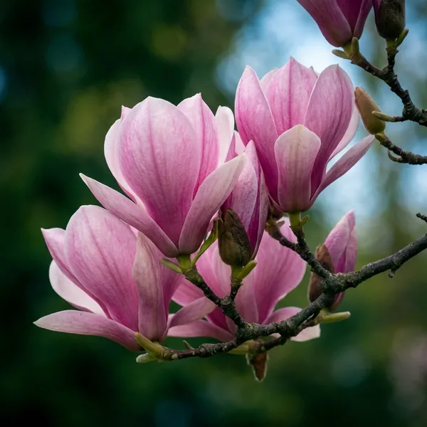 Organic_Original_Rare_Most_Beauty_Full_Pink_Magnolia_Flower_Plant_Pack_Of_1_Healthy_Hybrid_Live_Plant_Pink_Magnolia_Bush_Fragrant_Magnolia_Flowers_Plant_For_Home_Garden_Tree_Plant