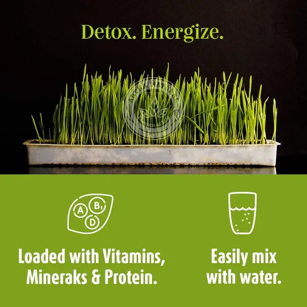 Organic_Wheat_Grass_Powder_Vegan_Non_Gmo_Gluten_Free_For_Immunity_Booster_Detox_Superfood_Fine_Quality