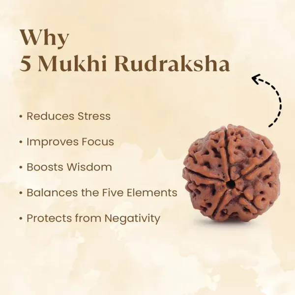 5_Mukhi_Rudraksha_(_Dual_Lab_Certified)