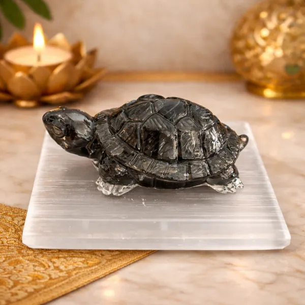 Fortune_Energy_Turtle_(_Dual_Lab_Certified_+_Free_5_Mukhi_Rudraksha_)