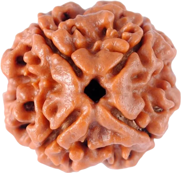 Original_LAB_Certified_2_to_10_Mukhi_Rudraksha_-_2_से_10_मुखी_रुद्राक्ष