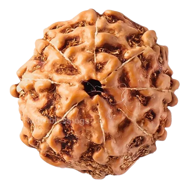 Original_LAB_Certified_2_to_10_Mukhi_Rudraksha_-_2_से_10_मुखी_रुद्राक्ष