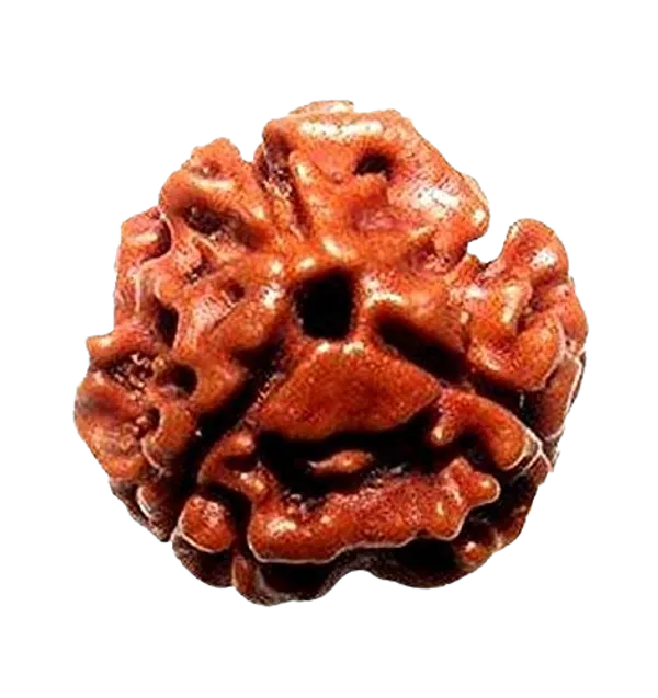 Original_LAB_Certified_2_to_10_Mukhi_Rudraksha_-_2_से_10_मुखी_रुद्राक्ष