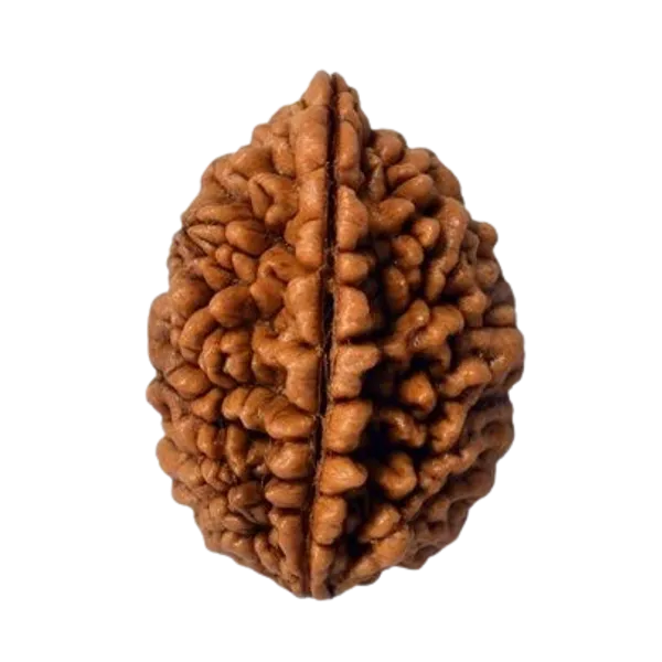 Original_LAB_Certified_2_to_10_Mukhi_Rudraksha_-_2_से_10_मुखी_रुद्राक्ष