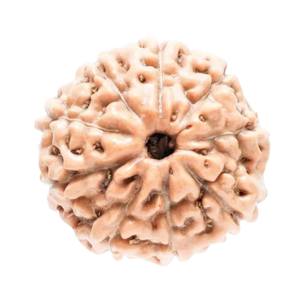 Original_LAB_Certified_2_to_10_Mukhi_Rudraksha_-_2_से_10_मुखी_रुद्राक्ष
