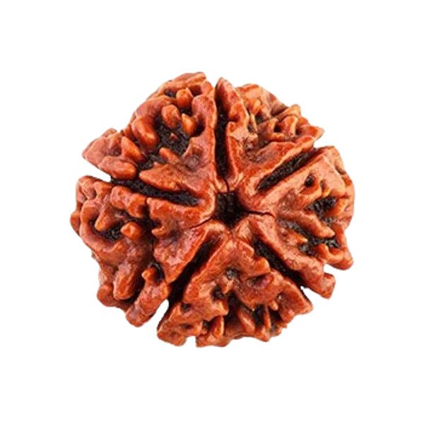 Original_LAB_Certified_2_to_10_Mukhi_Rudraksha_-_2_से_10_मुखी_रुद्राक्ष