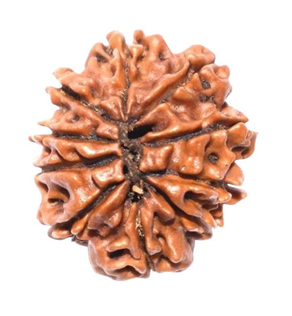 Original_LAB_Certified_2_to_10_Mukhi_Rudraksha_-_2_से_10_मुखी_रुद्राक्ष