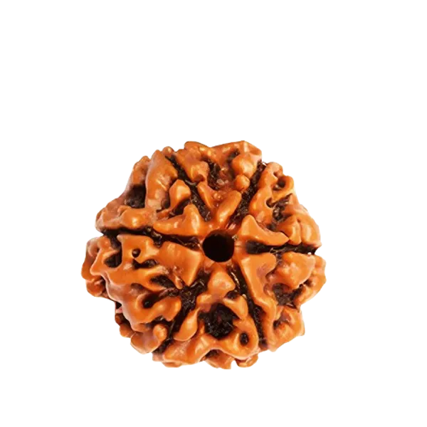 Original_LAB_Certified_2_to_10_Mukhi_Rudraksha_-_2_से_10_मुखी_रुद्राक्ष