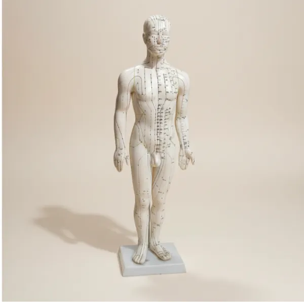 White_Male_Acupuncture_Model_With_Meridian_Points_Educational_Training_Tool