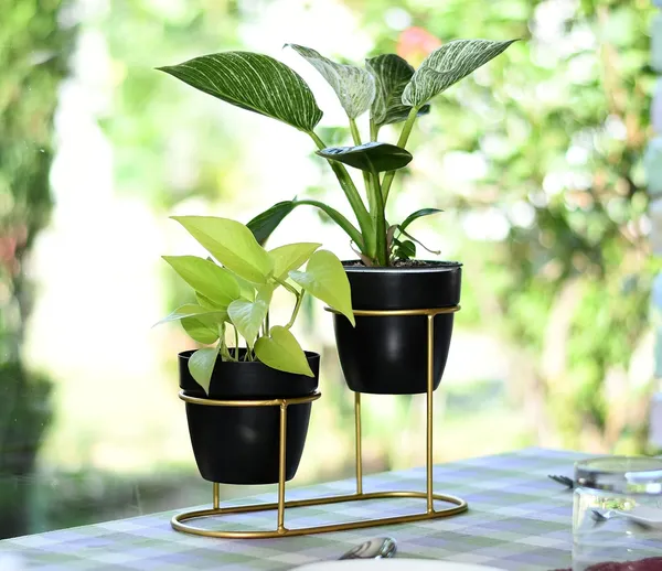 Black_And_Gold_&_Two_Tier_Metal_Plant_Stand_With_Pots