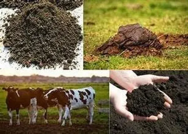 Cow_Dung_Compost