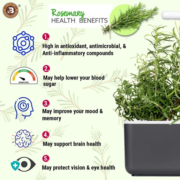 Rosemary_50_Gm_Dried_Leaves_Pouch_For_Food_|_100%_Natural_Rosemary_Leaves_50_G