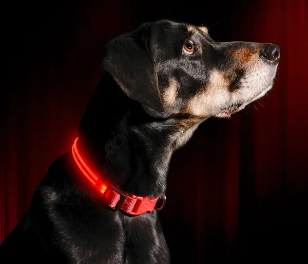 Pet_Led_Collar_Glow_In_Dark