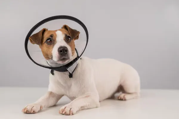 Soft_Adjustable_E_Collar_For_Dogs_Cats_Puppies_Kittens