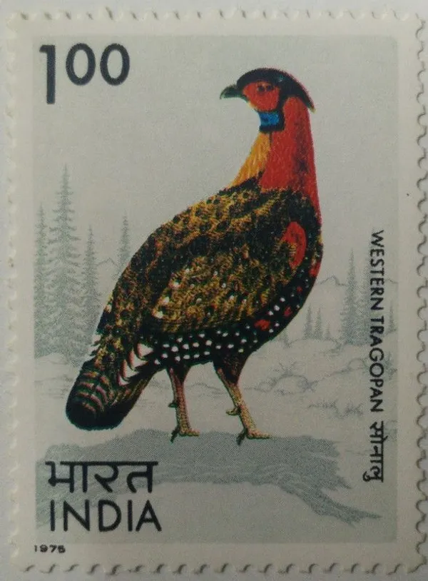 India_-_1975_-_Western_Tragopan._Western_Tragopan,_Western_Horned_Tragopan,_Tragopan_melanocephalus,_Pheasant,_-_MNH_Stamp_-_Pack_of_3