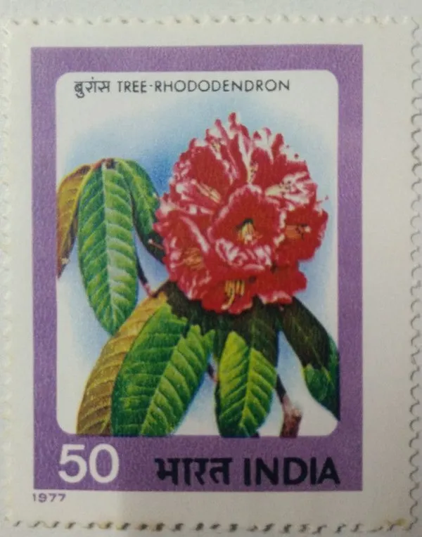 India_-_1977_-_Indian_Flowers_-_Rhododendron._Flower,_Horticulture,_Botany,_50_P._-_MNH_Stamp_-_Pack_of_3