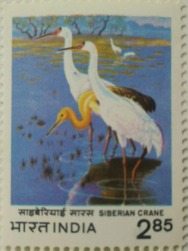 India_-_1983_-_International_crane_workshop,_Bharatpur-_MNH_Stamp_(Face_value:.85_per_stamp)