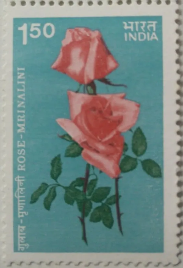 India_-_1984_-_Indian_Roses_-_Mrinalini._Rose,_Flower,_Botany,_Hybrid_Rose_-_MNH_Stamp_-_Pack_of_3