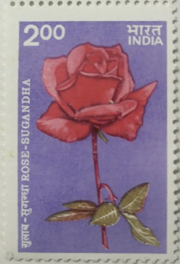 India_-_1984_-_Indian_Roses_-_Sugandha._Rose,_Flower,_Botany,_Hybrid_Rose_-_Pack_of_3