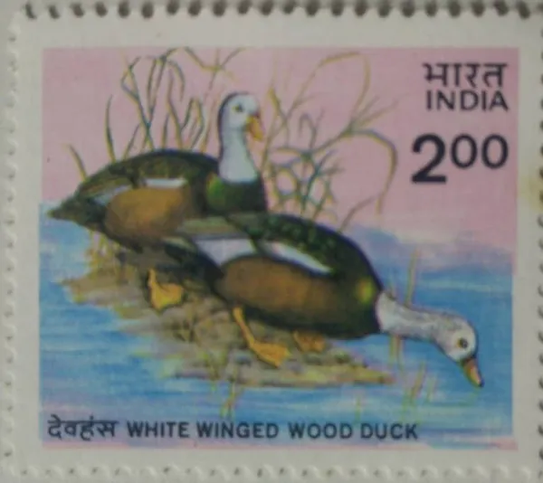 India_-_1985_-_White_Winged_Wood_Duck._Wood_Duck,_Bird,_Asarcornis_scutulata