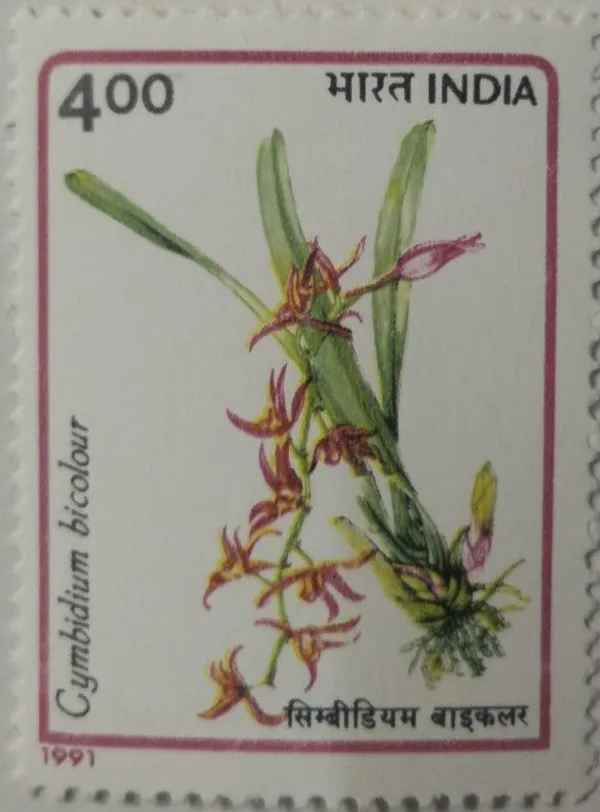 India_-_1991_-_Orchids_Of_India_Orchid,_Flowering_Plant,_Cymbidium_Bicolour,_Two-Colored_Cymbidium_-_MNH_Stamp_(Face_value:per_stamp)