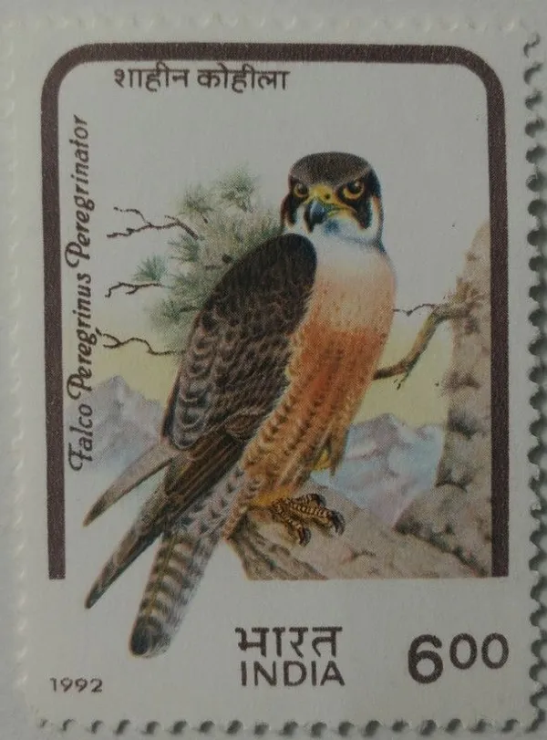 India_-_1992_-_Birds_of_Prey_Peregrine_Falcon_MNH_Stamp