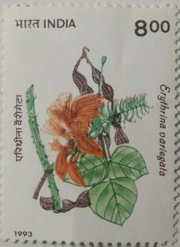 India_-_1993_-_Indian_Flowering_Trees,_Panjara,_The_Indian_Coral_Tree_-_MNH_Stamp