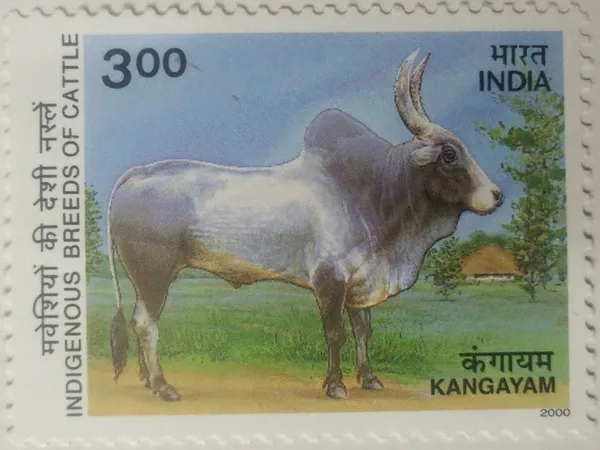Indigenous_Breeds_of_Cattle;_Gir,_Gujarat.-_MNH_Stamp_-_Pack_of_3