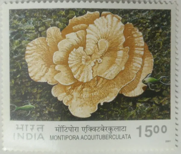 India_-_Corals_of_India,_Velvet_Coral_Acropora_Formosa-MNH_Stamp_-_Pack_of_2
