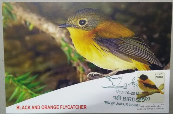 Black_And_Orange_Flycatcher_Maximum_Card._Collectible_item_-_Pack_of_3