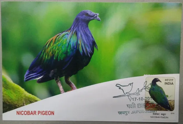 Nicobar_Pigeon_Maximum_Card_-_Pack_of_3