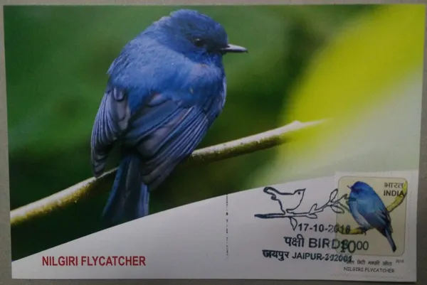 Nilgiris_Flycatcher_Maximum_Card_-_Pack_of_3