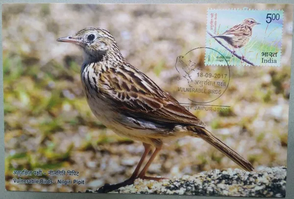 Nilgiris_Pipit_Maximum_Card_-_Pack_of_3