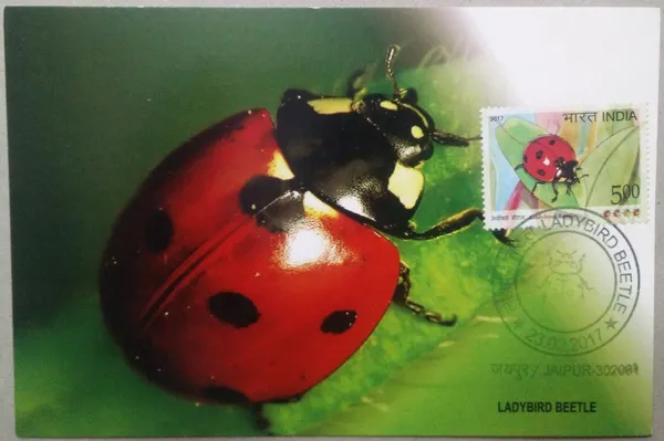 Ladybird_Beetle_Maximum_Card_-_Pack_of_3