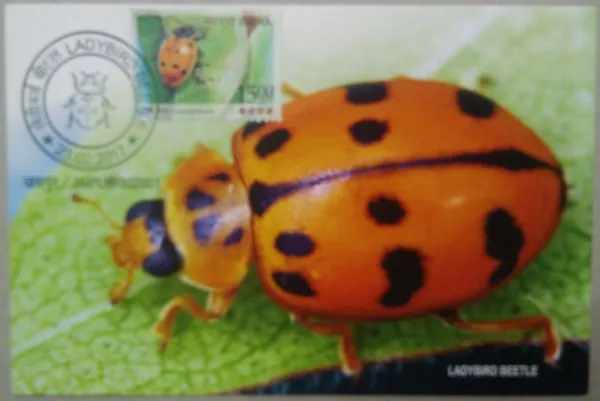 Ladybird_Beetle_Maximum_Card_-_Pack_of_3