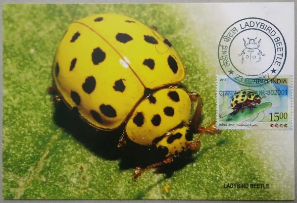 Ladybird_Beetle_Maximum_Card_-_Pack_of_3