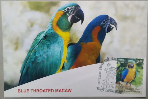 Blue_Throated_Macaw_Maximum_Card._Collectible_item_-_Pack_of_3