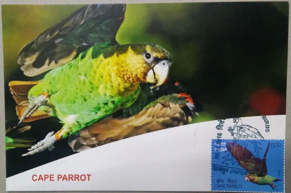 Cape_Parrot_Maximum_Card._Collectible_item_-_Pack_of_3