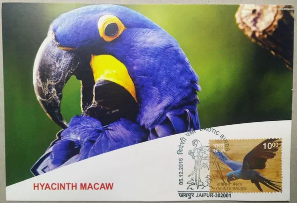 Hyacinth_Macaw_Maximum_Card_-_Pack_of_3